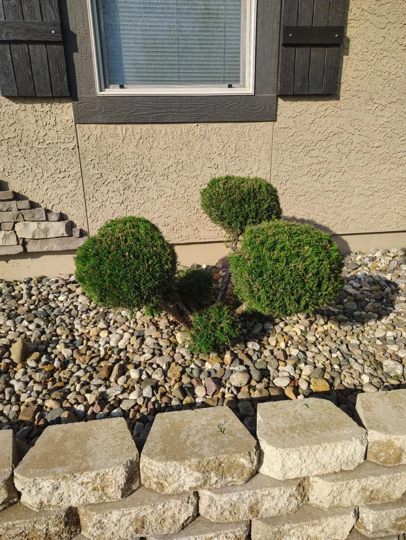 Trimmed decorative bushes representing bush trimming and hedge shaping service